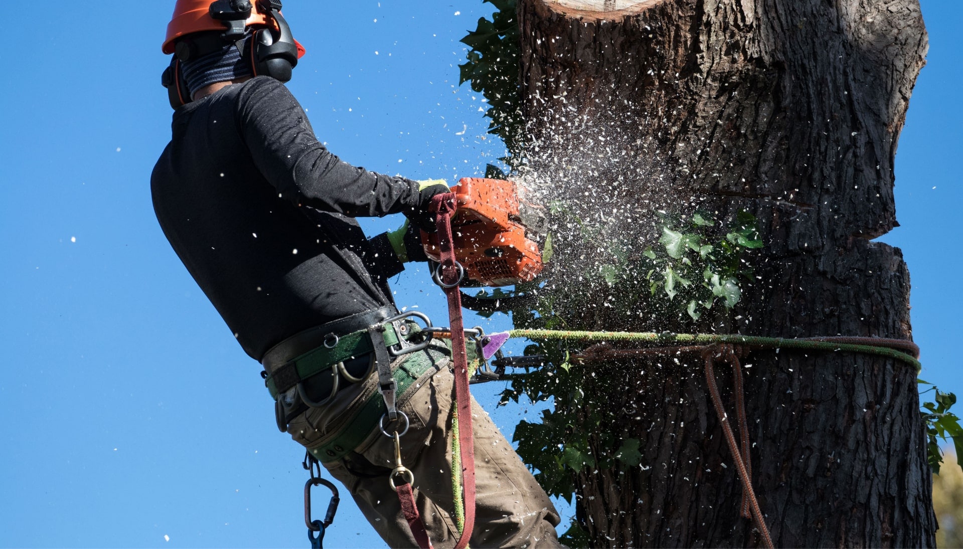 offering best tree removal solutions in Boise, Idaho